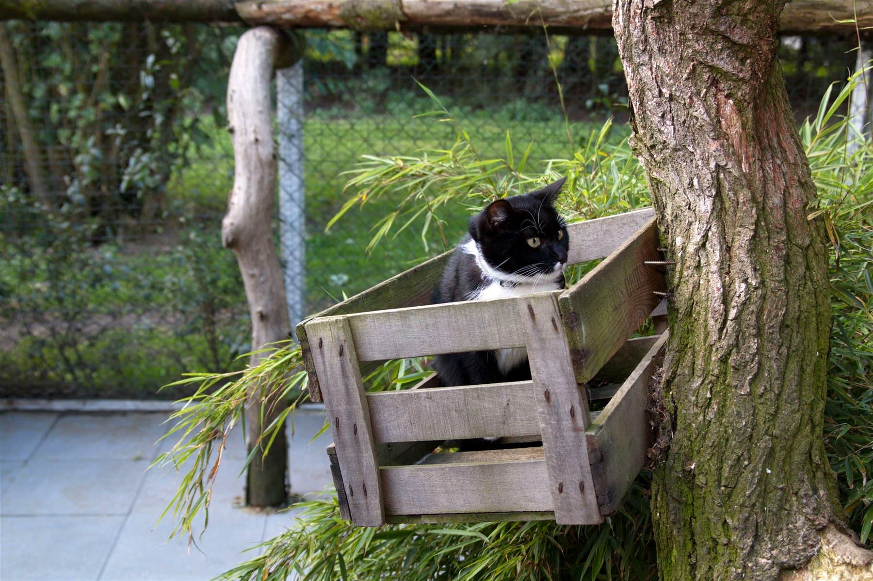 Katze in einer Holzkiste unter dem Baum