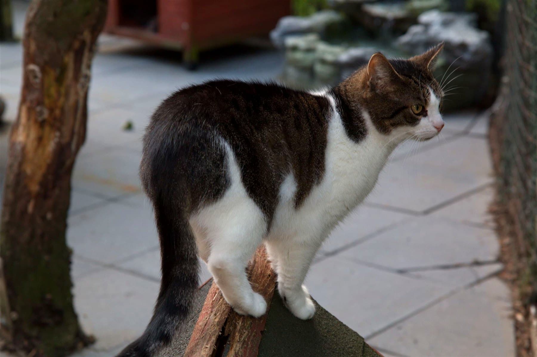 Katze balanciert über einen Naturstamm