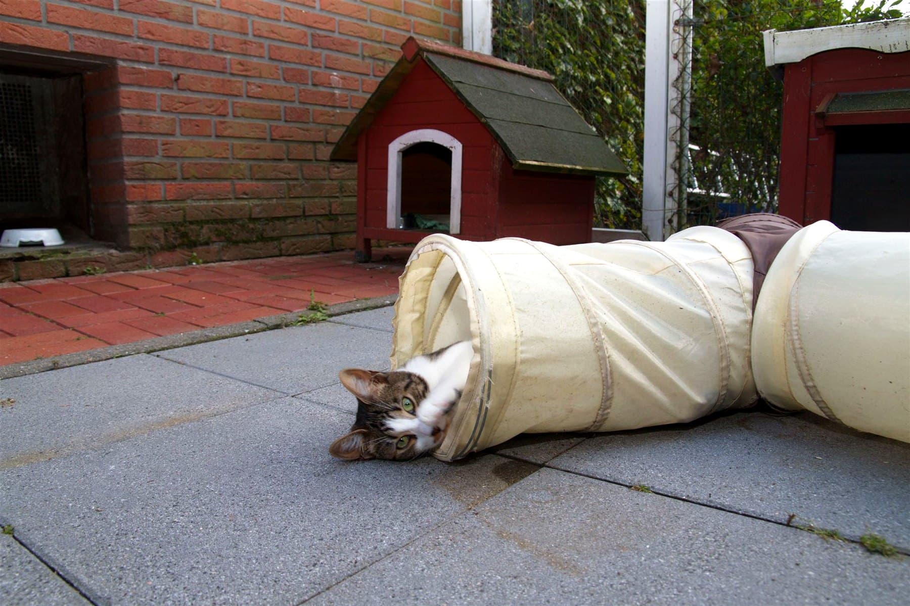 Katze im Spieltunnel vor den wetterfesten Schutzhütten