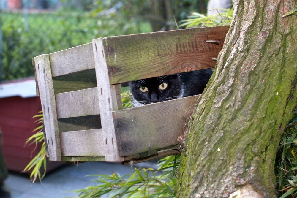 Schwarze Katze lugt aus ihrem Versteck