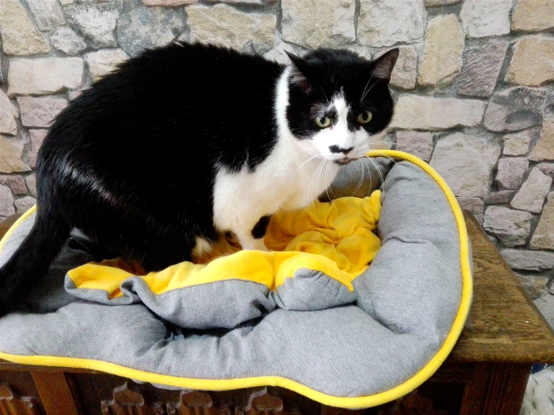 Schwarz-weiße Katze in einem gemütlichen Körbchen