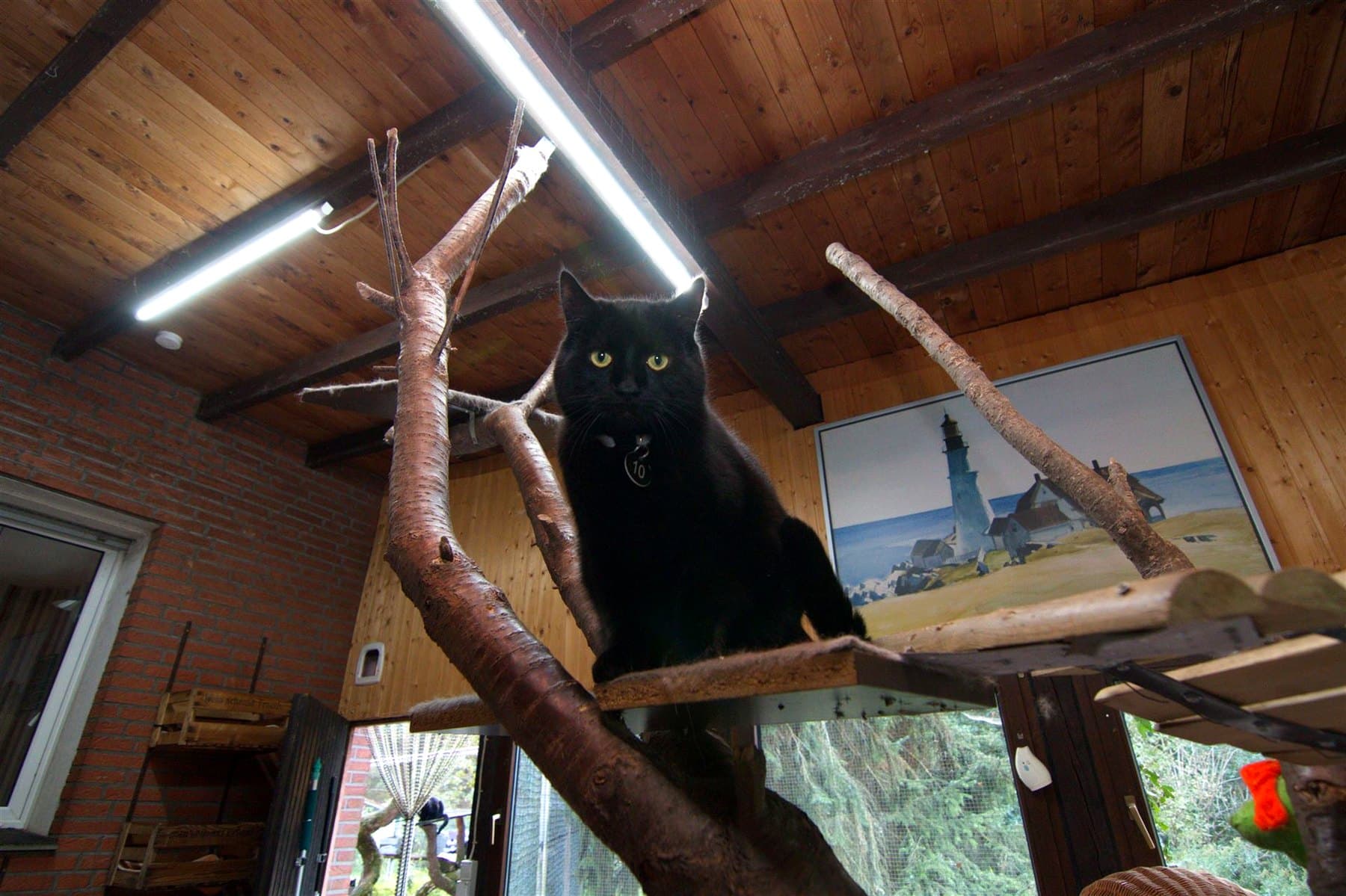 Katze auf der Kletterlandschaft im Gruppenraum