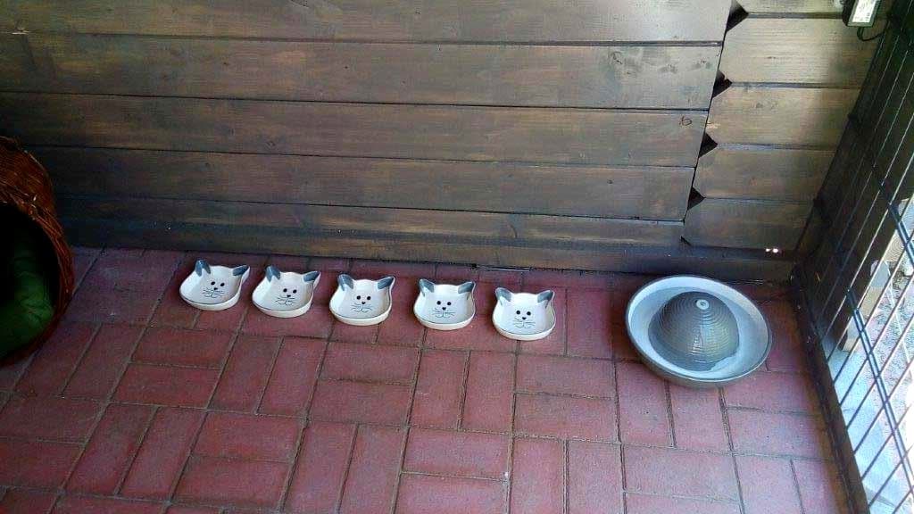 Reihe von Futternäpfen im Saloon