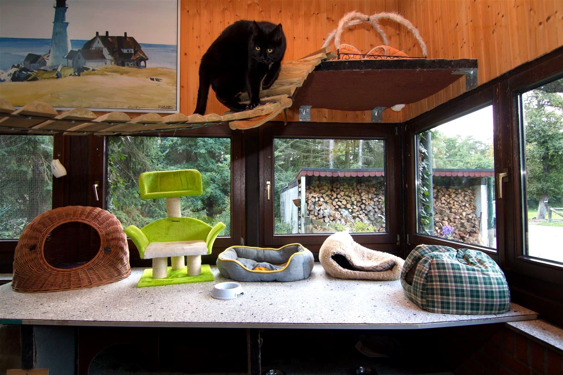 Erhöhte Liegeebenen mit Körbchen im hellen Katzenhaus