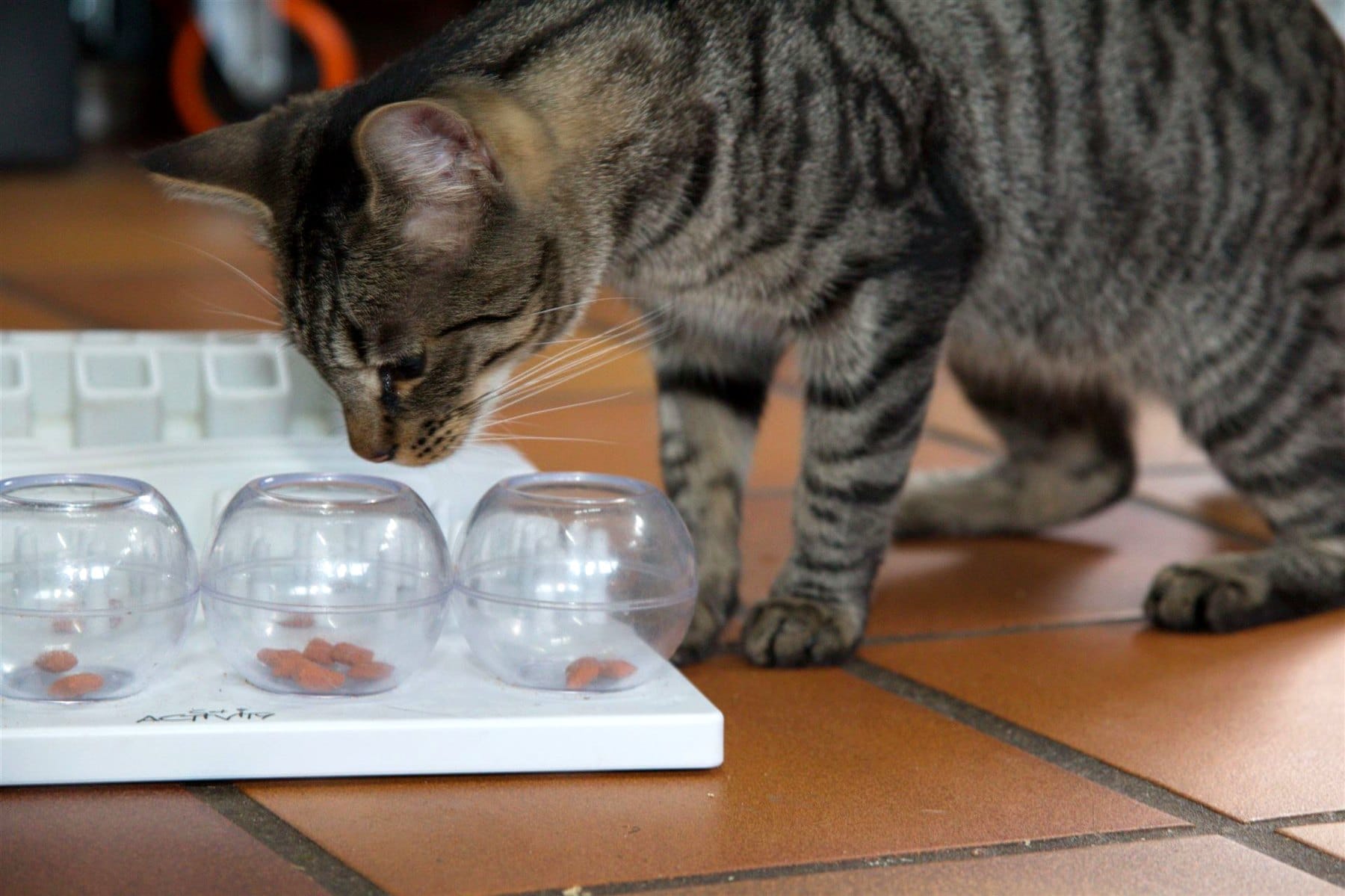 Katze an der Futterstation im Katzenhaus