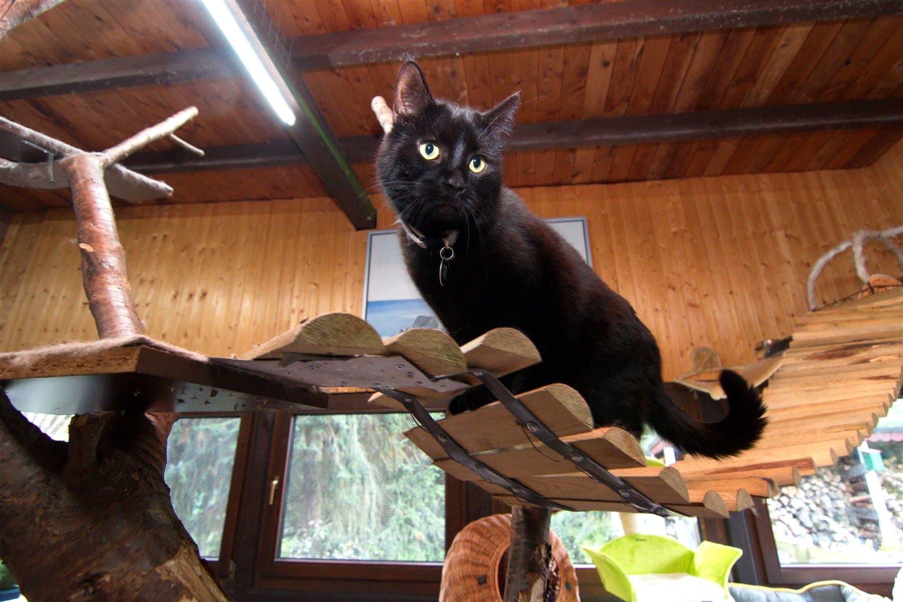 Schwarze Katze auf einem Kletterast im hellen Katzenhaus